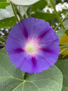 Morning Glory (2021, Sep.21)