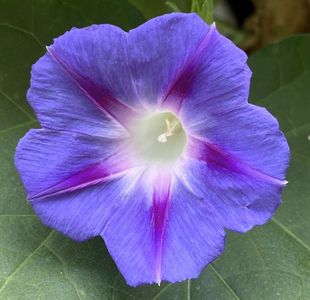 Morning Glory (2021, Sep.21)