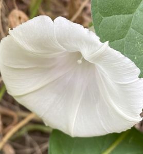 Morning Glory (2021, Sep.21)