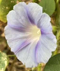 Morning Glory (2021, Sep.21)