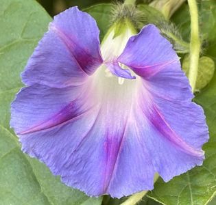 Morning Glory (2021, Nov.07)