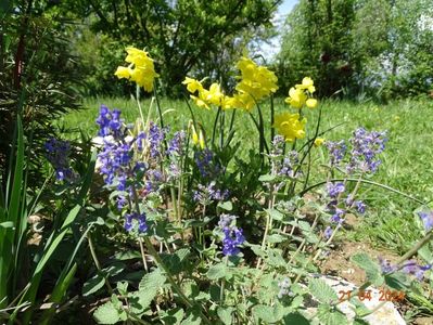 nepeta faassenii