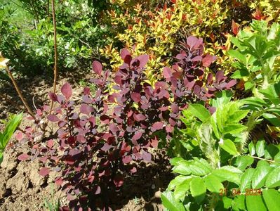 berberis seedling