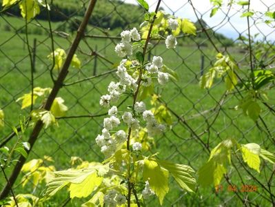 spiraea prunifolia Plena