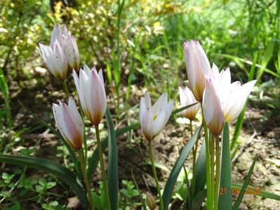 tulipa Hilde