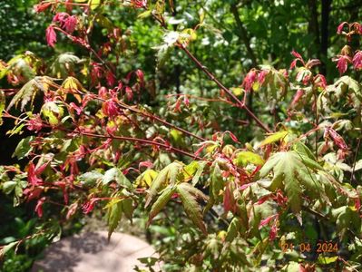 acer palmatum Asahi Zuru