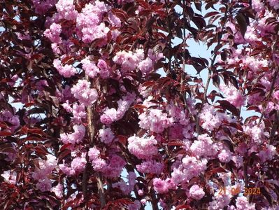 prunus Royal Burgundy