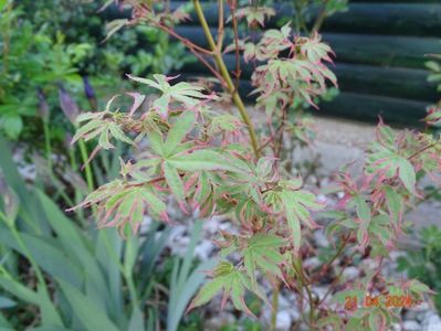 acer palmatum Taylor