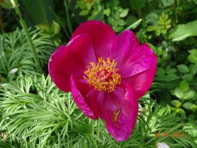 paeonia tenuifolia