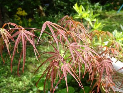 acer palmatum Linearilobum