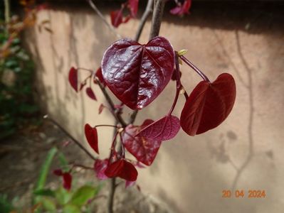 cercis Eternal Flame