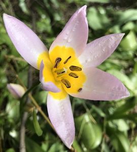 Tulip Lilac Wonder (2021, April 24)