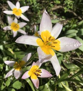 Tulip Lilac Wonder (2021, April 30)