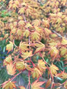 Japanese maple Katsura (2021, Apr.12)01