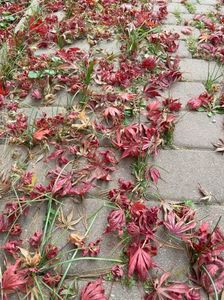 Acer palmatum Bloodgood (2021, Nov08)