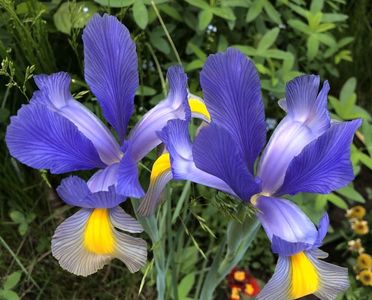 Iris Blue Magic (2021, May 24)