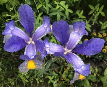 Iris Blue Magic (2021, May 25)