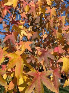 Liquidambar styraciflua (2021, Oct.27)