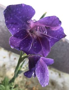 Purple Gladiolus (2021, August 01)