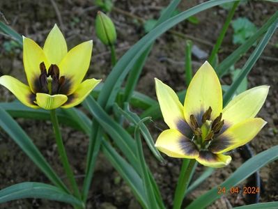 tulipa Lucca