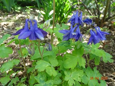 aquilegia Woodside Blue