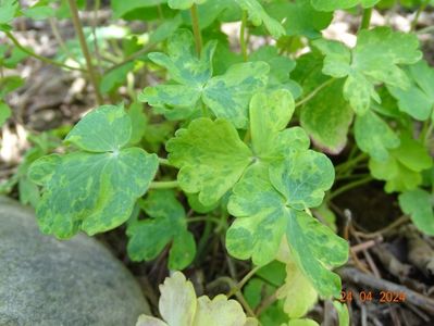 aquilegia Woodside Blue