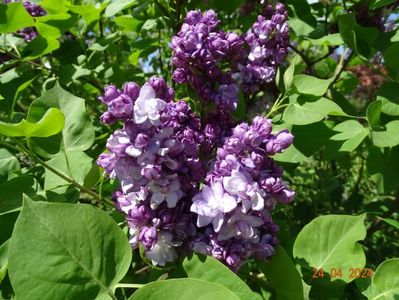 syringa Taras Bulba