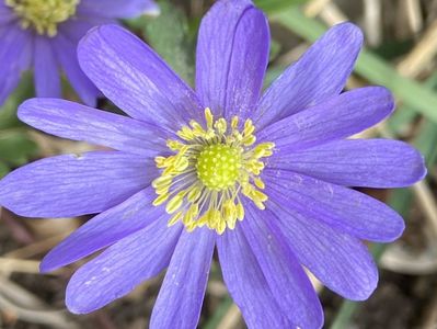 Anemone Blue Shades (2022, April 07)