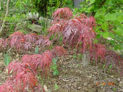 acer palmatum Garnet