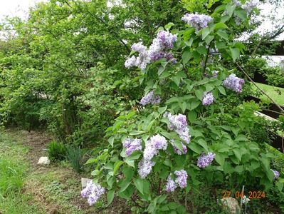 syringa Nadezhda