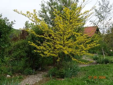 gleditsia Sunburst