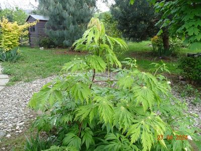 acer aconitifolium