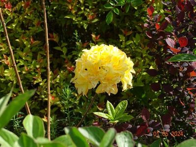 azalea mollis Yellow Pom Pom