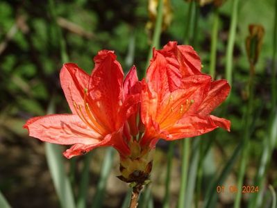 azalea mollis Koster Brillant Red