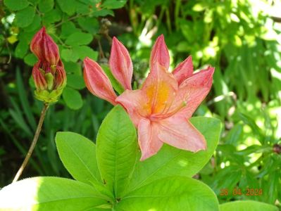 azalea mollis Strawberry Ice