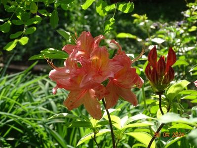 azalea mollis Strawberry Ice