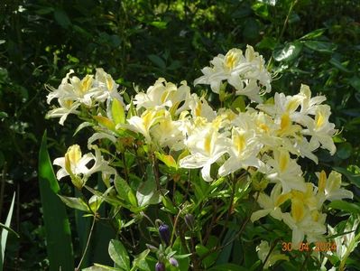 azalea mollis Toucan