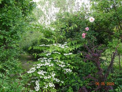 viburnum plic. Kilimanjaro