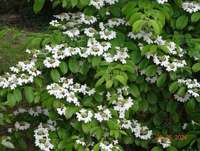 viburnum plic. Kilimanjaro