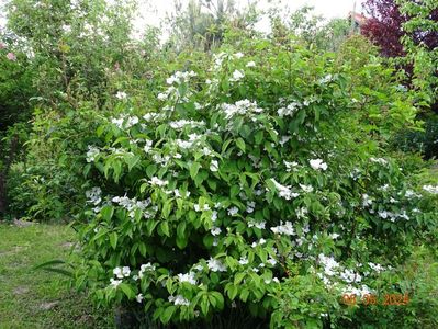 viburnum plic. tomentosum