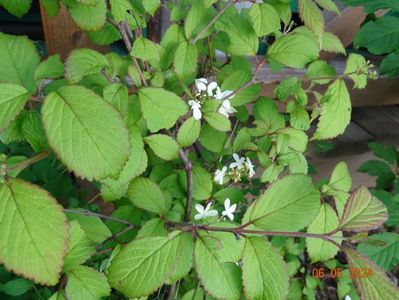 viburnum plic. Summer Snowflake