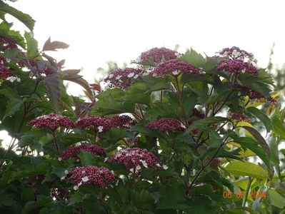 viburnum sargentii Onondaga