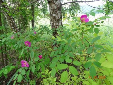 rosa pendulina