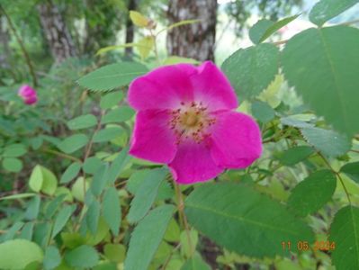 rosa pendulina