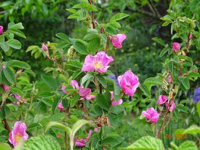 rosa virginiana