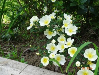 rosa spinosissima Repens