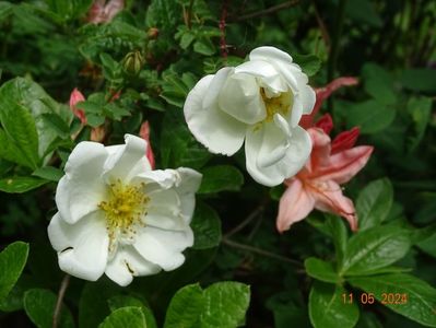 rosa spinosissima Altaica