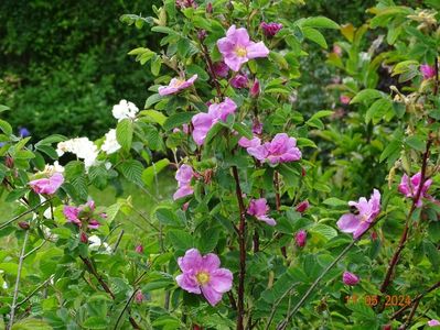 rosa virginiana