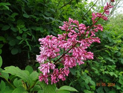 syringa x prestoniae Esterka