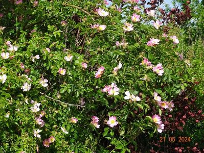 rosa canina